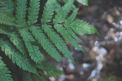 八美图。绿 / 植物