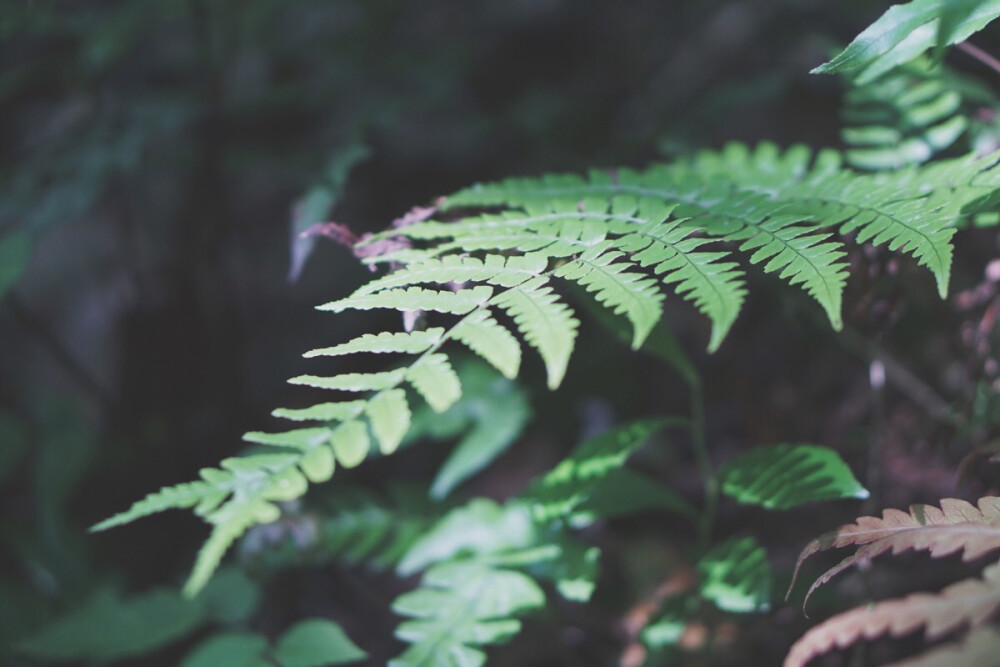 八美图。绿 / 植物