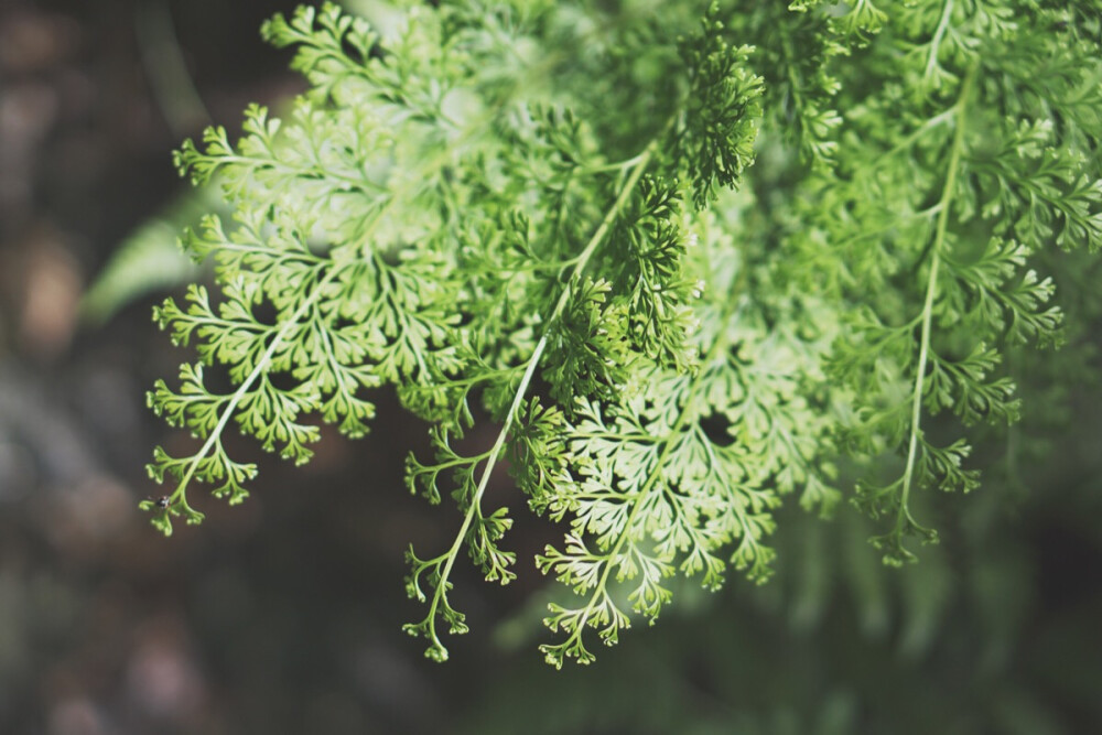 八美图。绿 / 植物