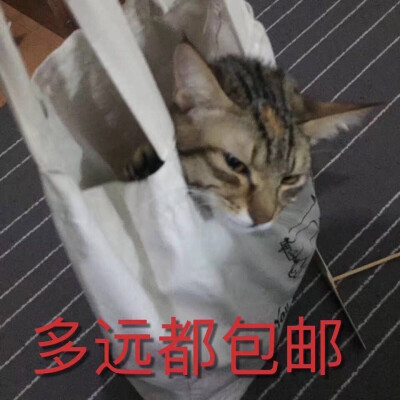 多远都包邮 猫 表情包