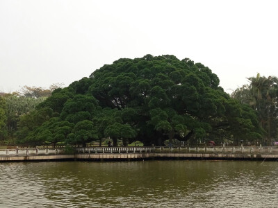 据说是千年古榕树 室友一路安利 喜欢上了