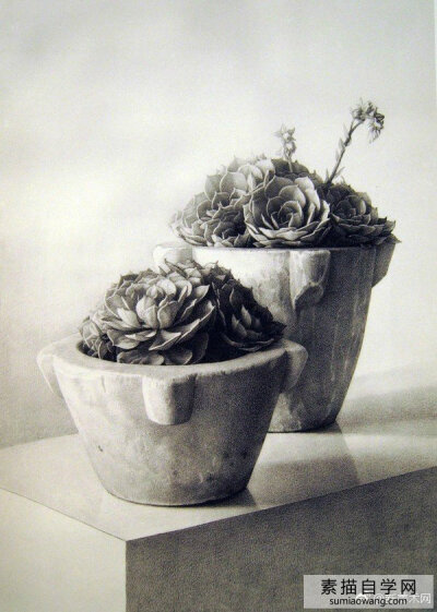 西班牙超写实大师克劳迪奥·布雷沃素描作品·多肉植物·