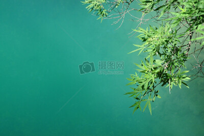 嫩绿的竹子叶子图片