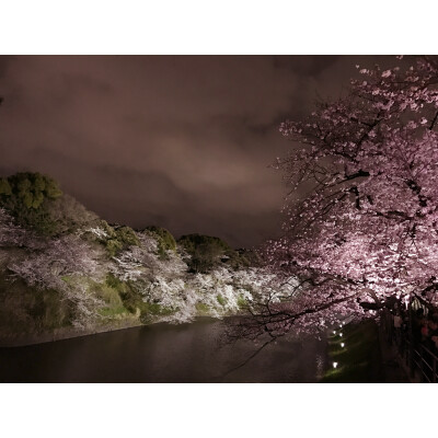 夜桜。「みのり様」