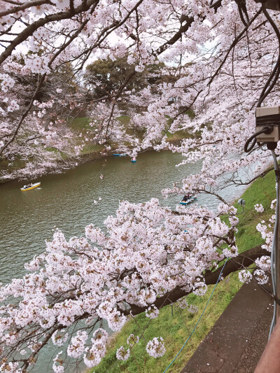 桜海。「みのり様」
