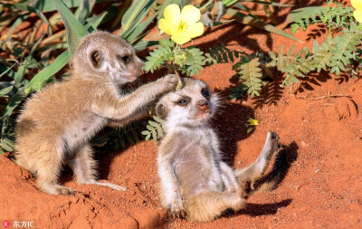 暖心一幕：南非猫鼬宝宝给好朋友头戴鲜花