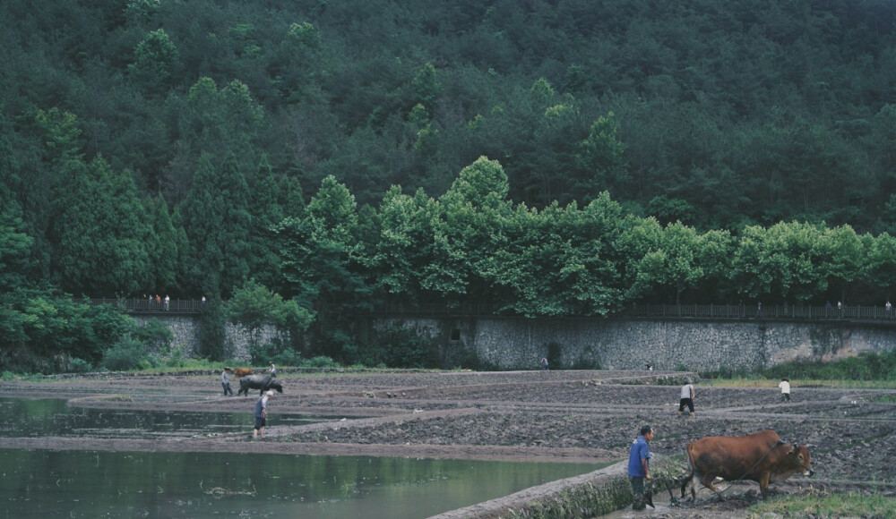 夏种 | 国清