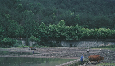 夏种 | 国清