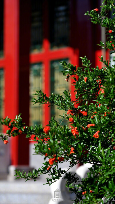 紫禁城【丁酉•花朝•石榴花】“一夜春光绽绛囊，碧油枝上昼煌煌。风匀只似调红露，日暖唯忧化赤霜。火齐满枝烧夜月，金津含蕊滴朝阳。不知桂树知情否，无限同游阻陆郎” 照片取自@故宫博物院