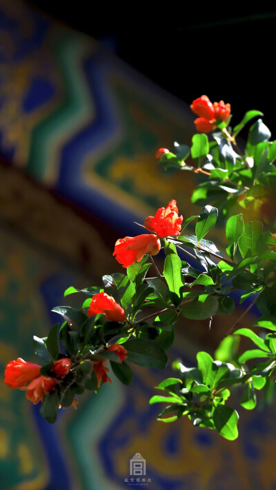 紫禁城【丁酉•花朝•石榴花】“庭下石榴花乱吐，满地绿阴亭午。午睡觉来时自语，悠扬魂梦，黯然情绪，蝴蝶过墙去。骎骎娇眼开仍，悄无人至还凝伫。团扇不摇风自举，盈盈翠竹，纤纤白苎，不受些儿暑” 照片取自@故宫…