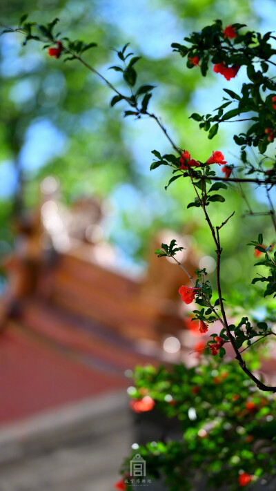 紫禁城【丁酉•花朝•石榴花】“春去花随尽，红榴暖欲然。後时何所恨，处独不祈怜。叶叶自相偶，重重久更鲜。流珠沾暑雨，改色淡朝烟。著子专寒酒，移根擅化权。愧非无价手，刻画竟难传” 照片取自@故宫博物院