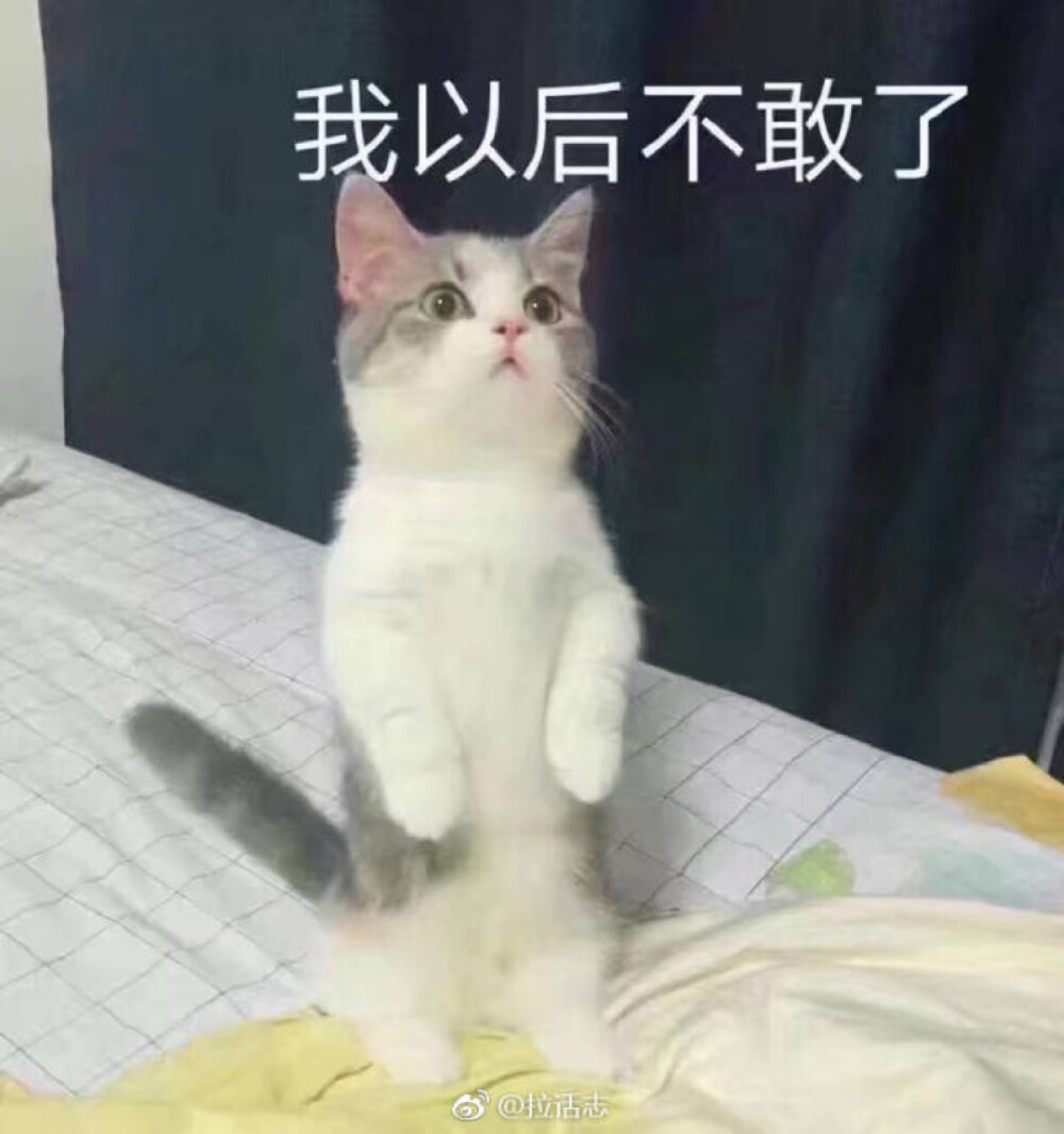 我以后不敢了 猫 表情包