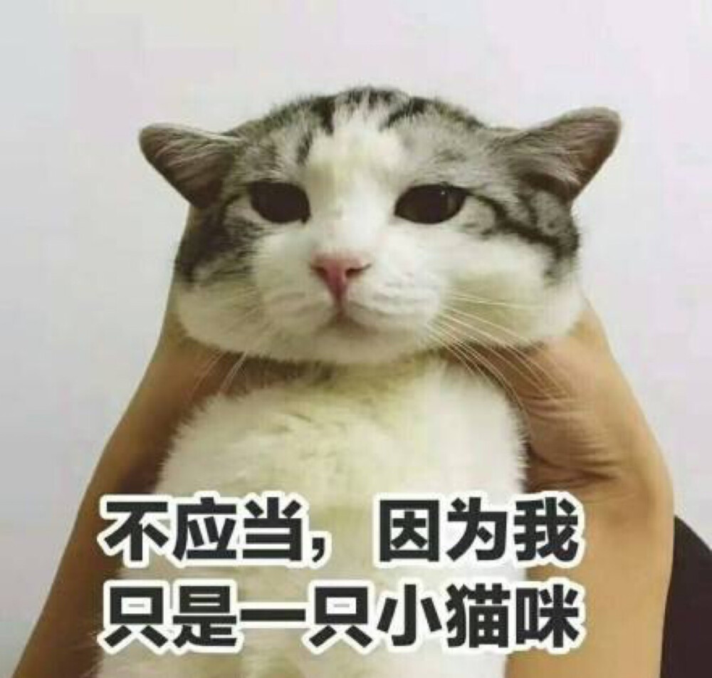 貓表情包