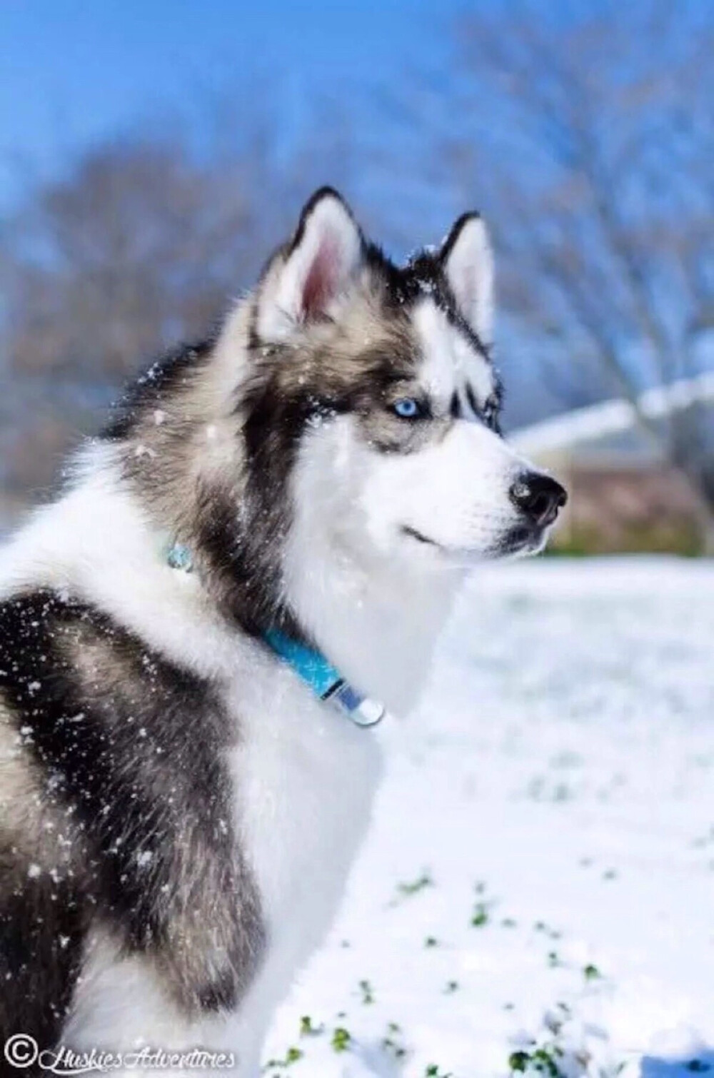 西伯利亚雪橇犬（俄语：Сибирский хаски，Sibirskiy haski，英语：Siberian husky）常见别名哈士奇。俗名：二哈。西伯利亚雪橇犬体重介于雄犬20-27公斤,雌犬16-23公斤，身高大约雄犬肩高53-58厘米，雌犬51-56厘米，是一种中型犬。西伯利亚雪橇犬是原始的古老犬种，在西伯利亚东北部、格陵兰南部生活。哈士奇名字的由来，是源自其独特的嘶哑声。
哈士奇性格多变，有的极端胆小，也有的极端暴力，进入大陆和家庭的哈士奇，都已经没有了这种极端的性格，比较温顺，是一种流行于全球的宠物犬。与金毛犬、拉布拉多并列为三大无攻击型犬类。被世界各地广泛饲养，并在全球范围内，有大量该犬种的赛事。[1]