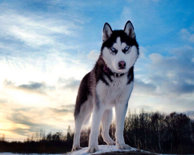 西伯利亚雪橇犬（俄语：Сибирский хаски，Sibirskiy haski，英语：Siberian husky）常见别名哈士奇。俗名：二哈。西伯利亚雪橇犬体重介于雄犬20-27公斤,雌犬16-23公斤，身高大约雄犬肩高53-58厘米，雌…