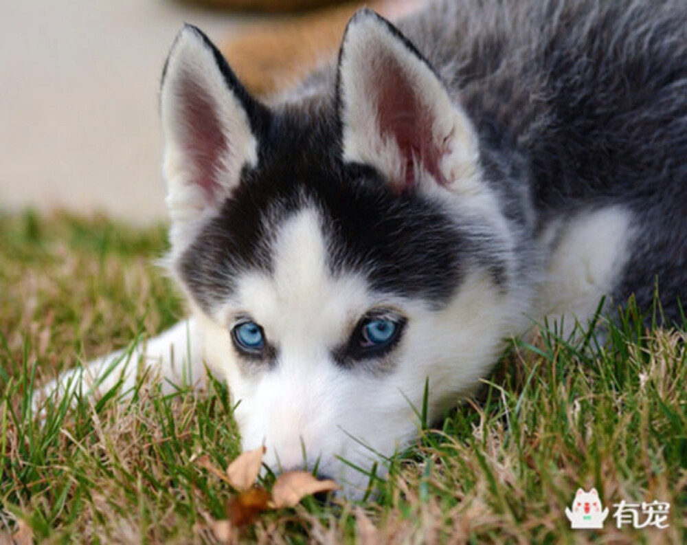 西伯利亚雪橇犬（俄语：Сибирский хаски，Sibirskiy haski，英语：Siberian husky）常见别名哈士奇。俗名：二哈。西伯利亚雪橇犬体重介于雄犬20-27公斤,雌犬16-23公斤，身高大约雄犬肩高53-58厘米，雌犬51-56厘米，是一种中型犬。西伯利亚雪橇犬是原始的古老犬种，在西伯利亚东北部、格陵兰南部生活。哈士奇名字的由来，是源自其独特的嘶哑声。
哈士奇性格多变，有的极端胆小，也有的极端暴力，进入大陆和家庭的哈士奇，都已经没有了这种极端的性格，比较温顺，是一种流行于全球的宠物犬。与金毛犬、拉布拉多并列为三大无攻击型犬类。被世界各地广泛饲养，并在全球范围内，有大量该犬种的赛事。[1]