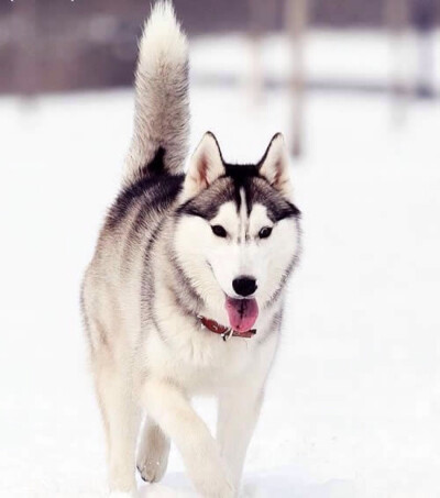 西伯利亚雪橇犬（俄语：Сибирский хаски，Sibirskiy haski，英语：Siberian husky）常见别名哈士奇。俗名：二哈。西伯利亚雪橇犬体重介于雄犬20-27公斤,雌犬16-23公斤，身高大约雄犬肩高53-58厘米，雌…