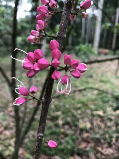 你应该像花一样绽放