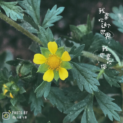 一棵小小的委陵菜