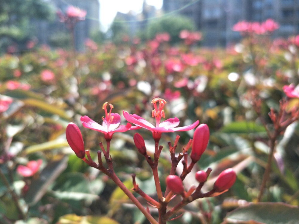 阳光下的花花~