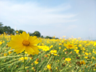 波斯菊~