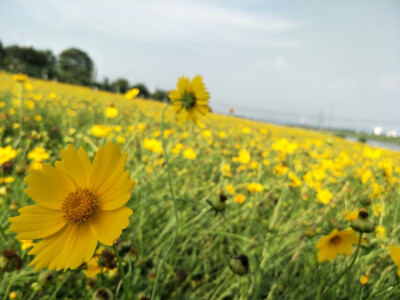 波斯菊，花花