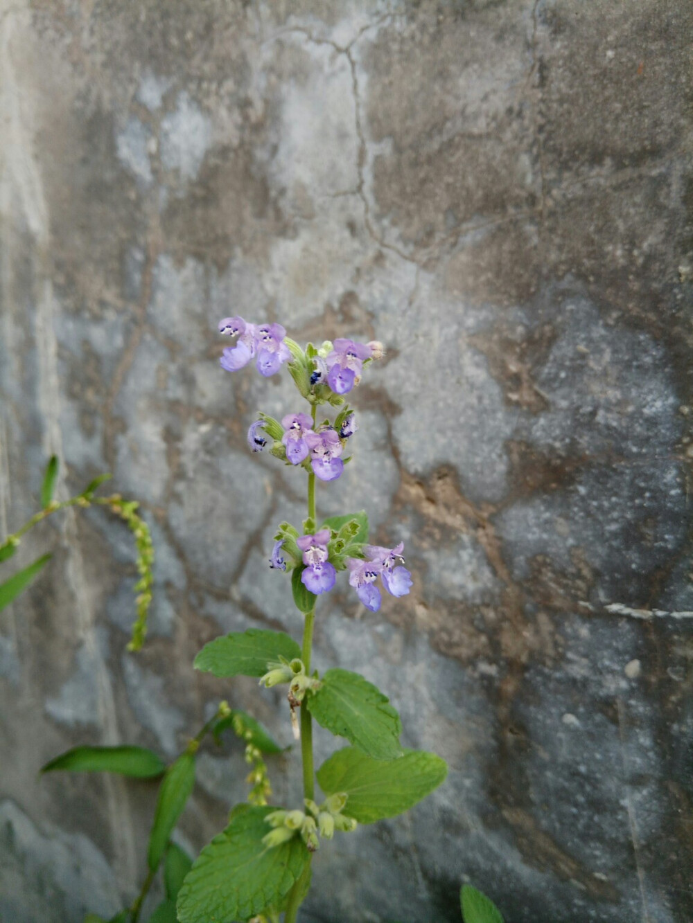 薄荷花