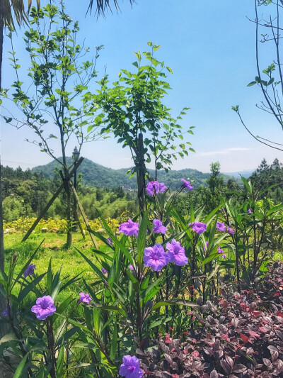 我的田园生活