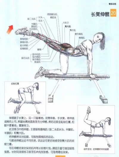 长凳伸髋