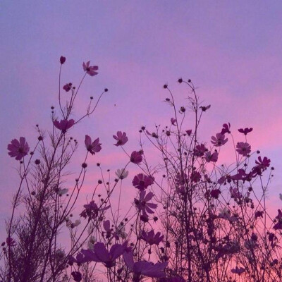 花朵 粉色 天空 背景图