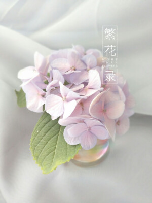 penny在花盆里待久了的花 我将它移进室内了 让屋内也美美的吧[嘿哈][嘿哈]