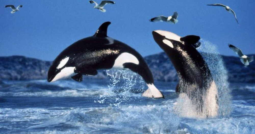 The killer whale or orca (Orcinus orca) is a toothed whale belonging to the oceanic dolphin family, of which it is the largest member. 