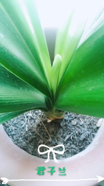 君子兰 种植 植物 花草