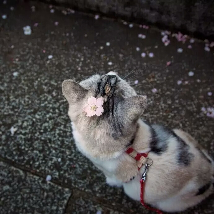 樱花和猫