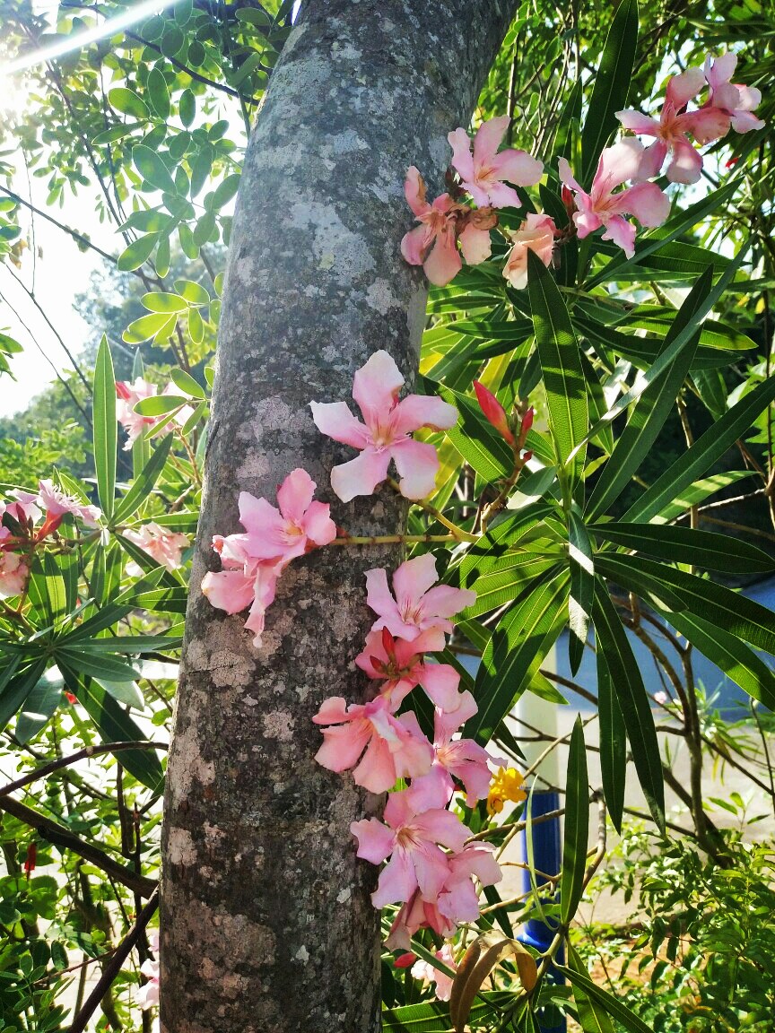 不知道啥花