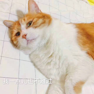 猫日的表情包