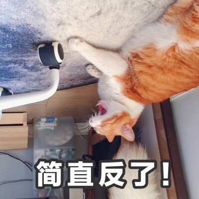 简直反了！猫日.