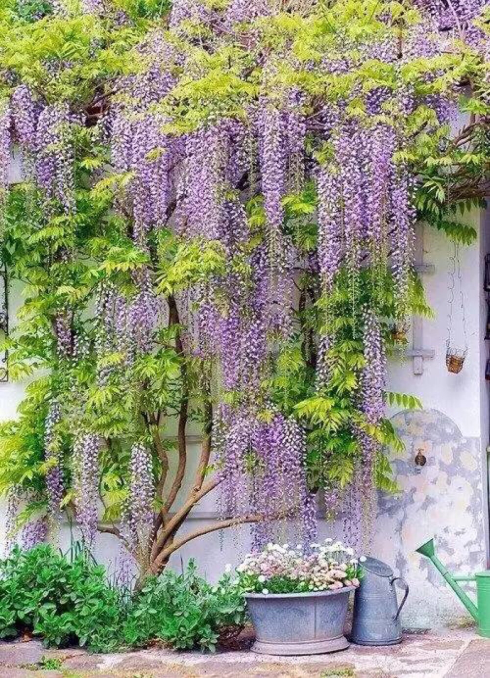 紫藤花园，送你一帘紫色幽梦