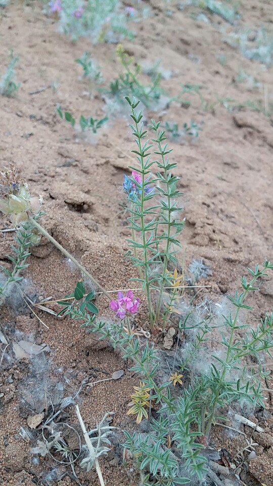 野花野草