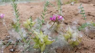 野花野草