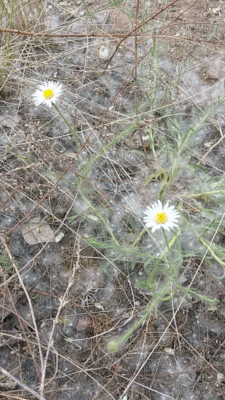 野花野草