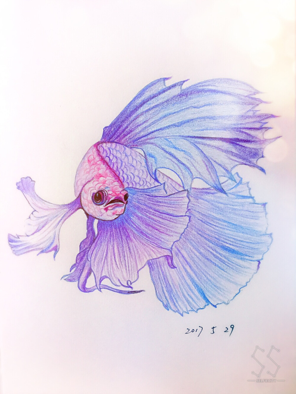 灵动之美孔雀鱼