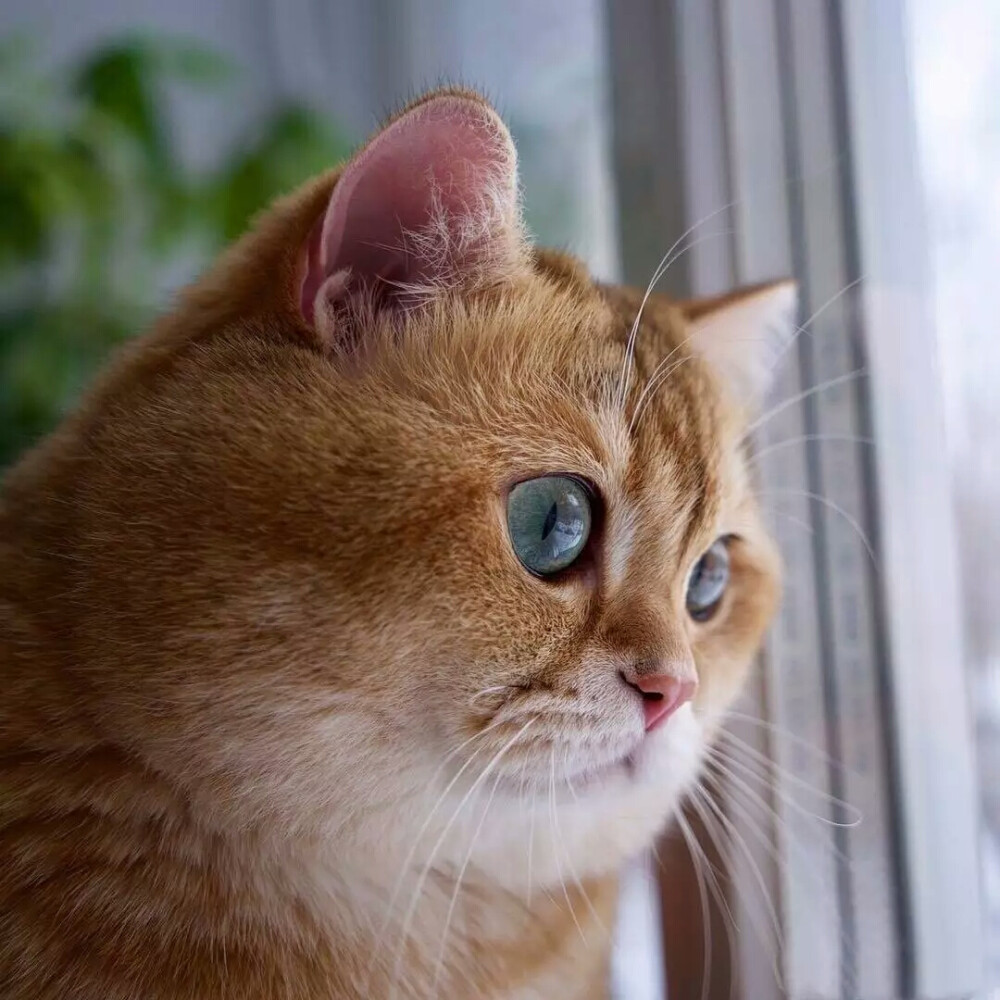 尐萌宠猫咪头像大肥猫hosico67676767