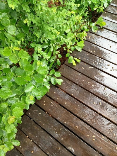 雨中栈道，湿漉漉的美