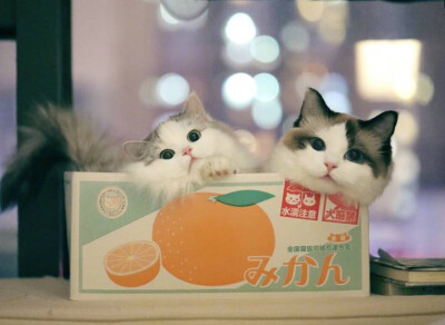 为什么这么可爱呢