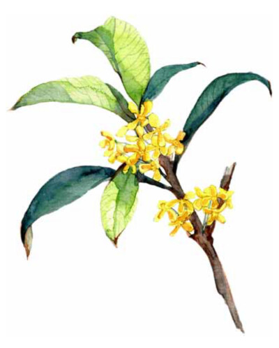 水彩、手绘、插画、花、植物