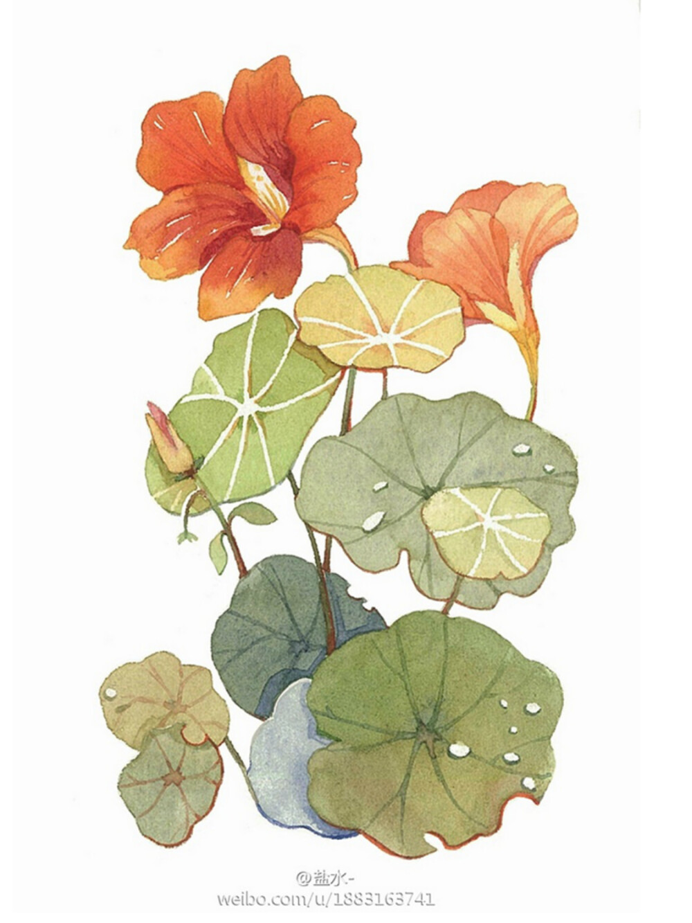 植物-盐水-_原创,插画,水彩,涂鸦,每日一涂,手绘,小清新,绘本,花,植物,花卉_涂鸦王国插画