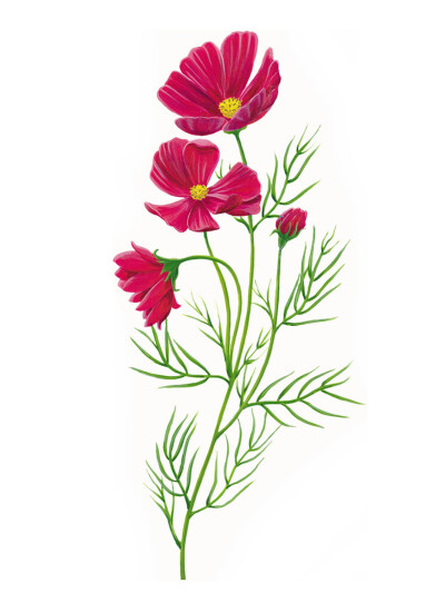 位图 植物图案 写意花卉 花朵 格桑花 免费素材www.58pic.com/tupian sdjkslk