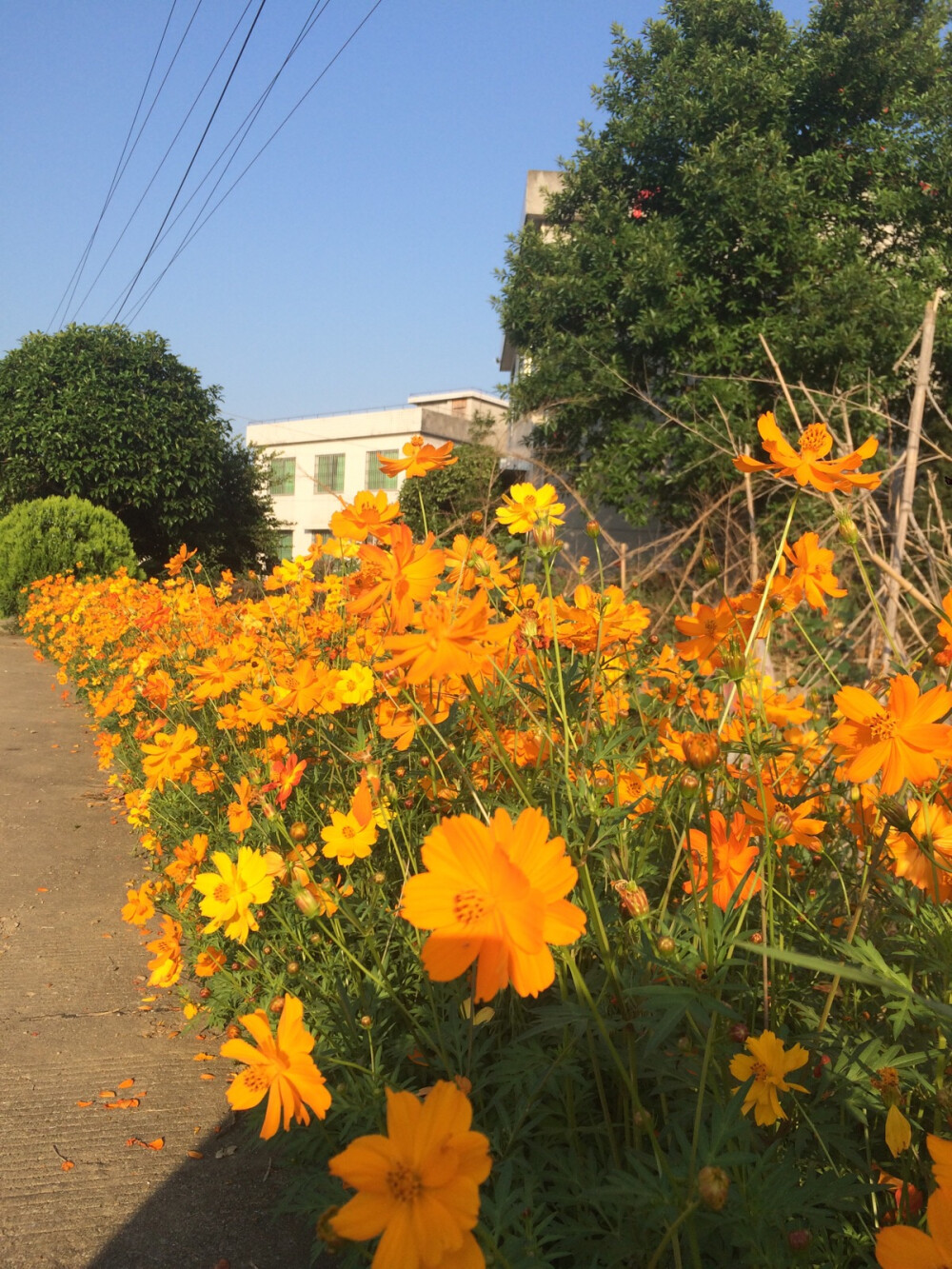 早上的花和太阳