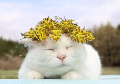 【Ameba】5.11-3 キケマン <植>黄華鬘，也写作きけまん 学名：Corydalis heterocarpa var. japonica 是延胡索的一个变种） #猫叔# #篮子猫-猫叔# ​​​​